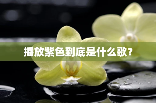 播放紫色到底是什么歌？