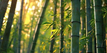 那首叫什么竹什么苑的歌究竟是什么？