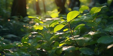 叶片鼓鼓的究竟是哪首歌？