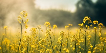 油菜花开时适合唱什么歌？