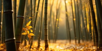 竹之风黄梅歌究竟表达了什么意思？