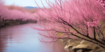 十里桃花究竟是什么歌？