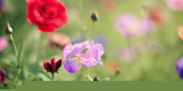 花开花谢是哪首歌？