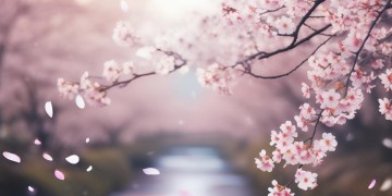 ko米亚到底是什么歌？